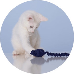 Kitten die speelt met blauw speelgoed