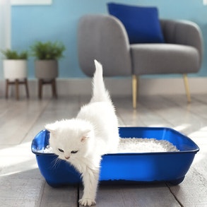 Twee kittens zittend in een kattenbak 