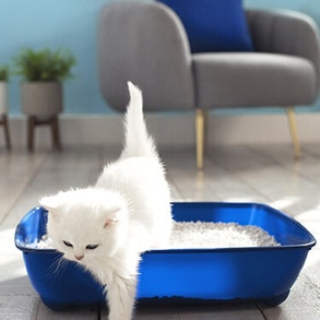 Twee kittens zittend in een kattenbak 