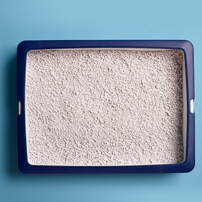 Wit katje reikt over de armleuning van een blauwe stoel 