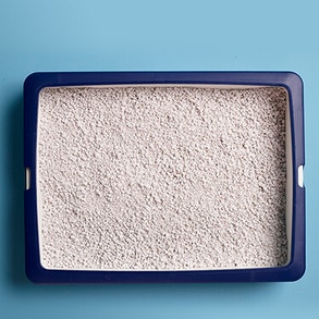 Wit katje reikt over de armleuning van een blauwe stoel 