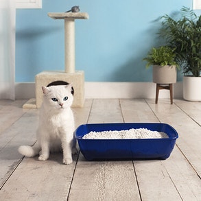 Wit katje zittend op blauw kussen, kijkend naar de camera