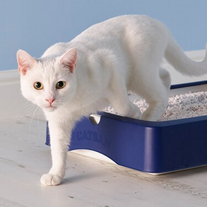 Witte kat die uit de kattenbak stapt 