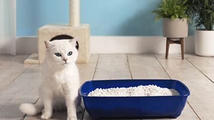 Wit katje zittend op blauw kussen, kijkend naar de camera