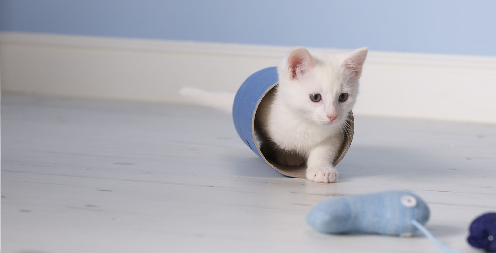 De beste kattenbakvulling vinden | CATSAN kattenbakvulling